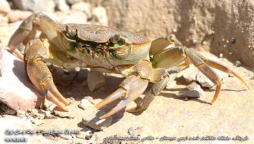 خرچنگ منطقه حفاظت شده ارس سیستان _ عکاس حجت سیدآبادی