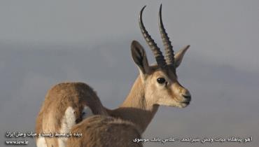 آهو، پناهگاه حیات‌وحش شیراحمد _ عکاس بابک موسوی