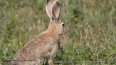 خرگوش، منطقه حفاظت‌شده ارس سیستان _ عکاس بابک موسوی