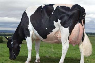 صد قانون کاربردی در تغذیه گاوهای شیری (بخش دوم)