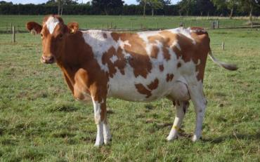 صد قانون کاربردی در تغذیه گاوهای شیری (بخش سوم)