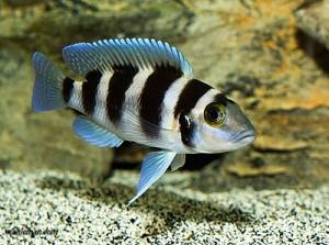 سیکلید پنج خط  (Tretocephalus Cichlid)