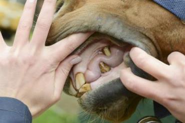 دندانهای ناسالم اسب