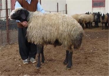 گوسفند سنگسری