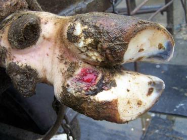 Image result for ‫عکس در مورد بیماری درماتیت انگشتی در گاو شیری‬‎