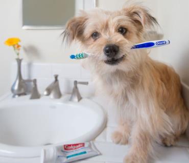 بهداشت دهان و دندان در سگ ها