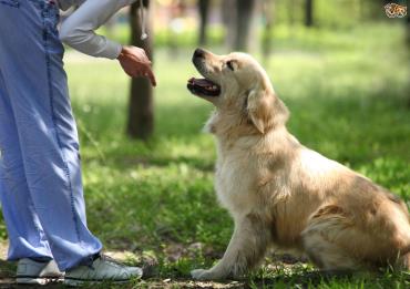 هشت نشانه از سگ هایی که نیاز به توجه بیشتر صاحبانشان دارند