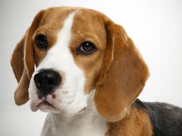 سگ بیگل (Beagle)