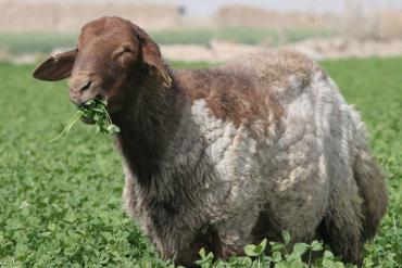 گوسفند ایرانی 3برابر کشورهای همسایه قیمت دارد