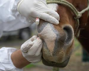 آنلانفولانزای ویروسی اسب