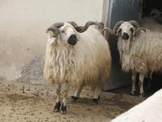 گوسفند ماکویی