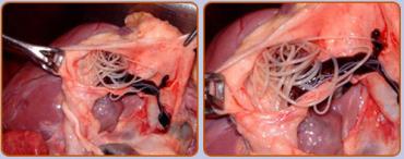 کرم قلب در گربه
