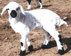 گوسفند نژاد نائینی