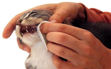 بیماری دهان و دندان گربه