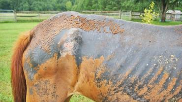 rain rot در اسب