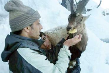 نجات بز کوهی سرمازده در اورامان کردستان