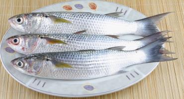 کاهش نرخ ماهی سفید و کفال در پی صید مناسب
