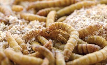 استفاده از حشرات در تامین پروتئین خوراک دام