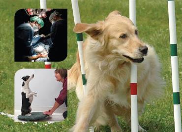 انجمن پزشکی ورزشی سگ‌ها