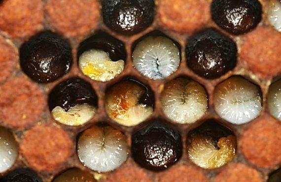بیماری لوک اروپایی (European Foulbroud) در زنبورعسل