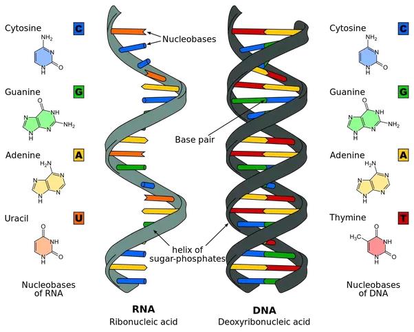 mRNA