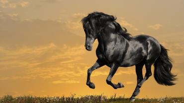 خصوصیات اسب عرب