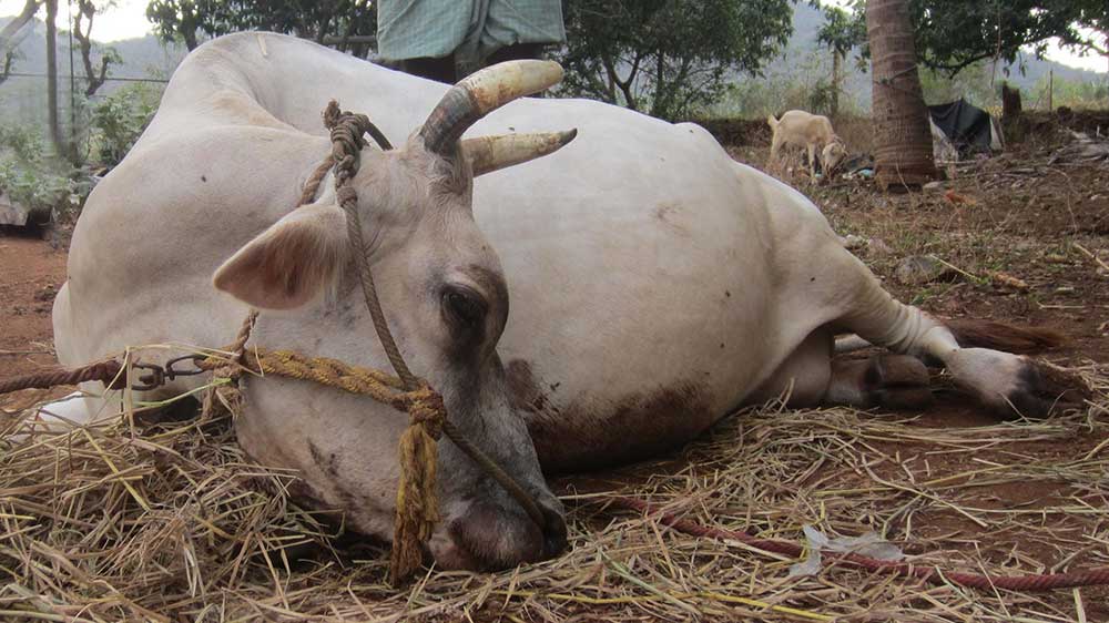 Image result for ‫عکس در مورد تب شیر در گاو شیری‬‎