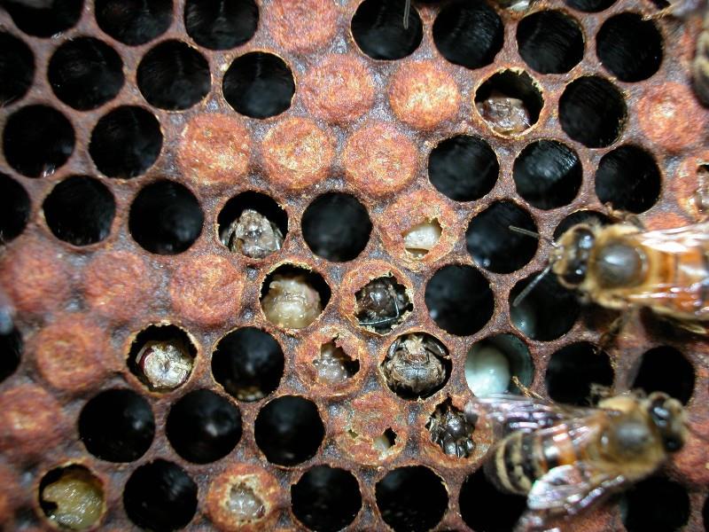 بیماری نوزاد پودری powdering brood