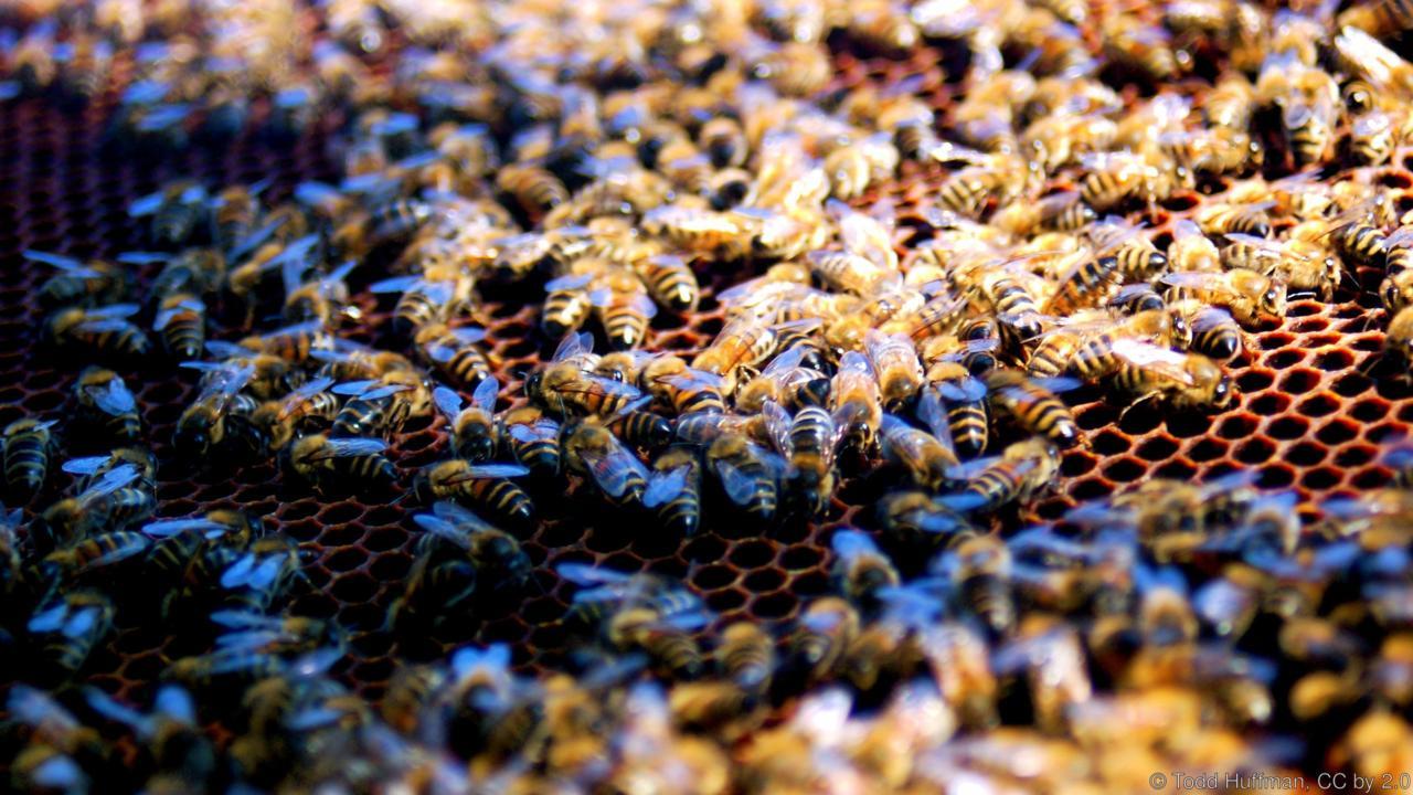 بیماری فلج زنبورها