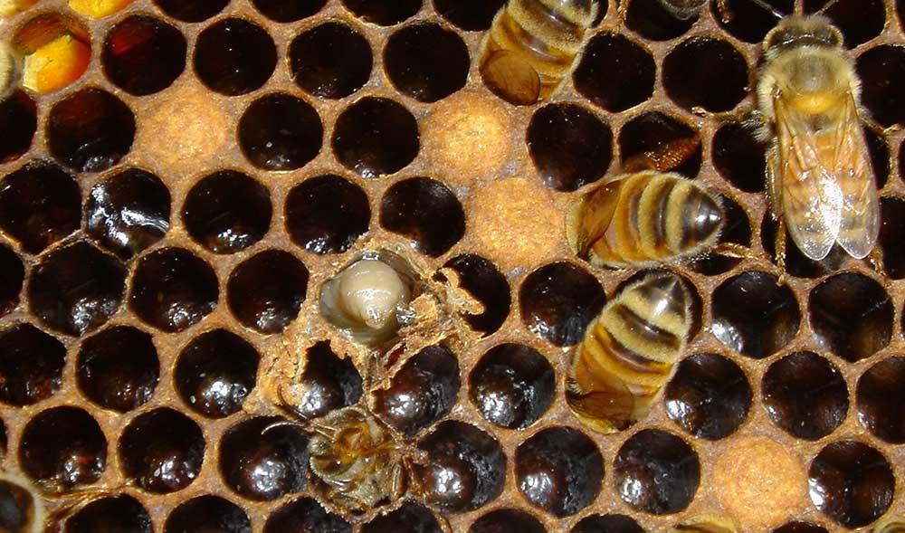 بیماری نوزاد ساکی (Sac brood)