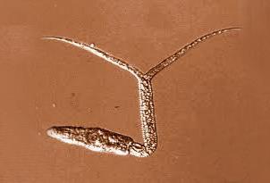 انگل دیپلو ستوموم Diplostomum ماهی