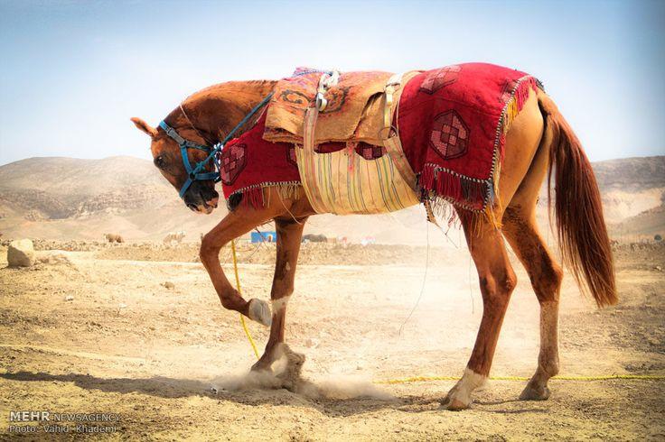 اسب ترکمن (Turkoman horse)