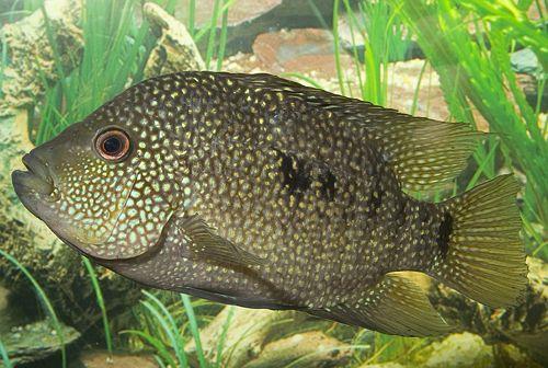 ماهی تگزاس باکس (Dwarf Texas Cichlid)