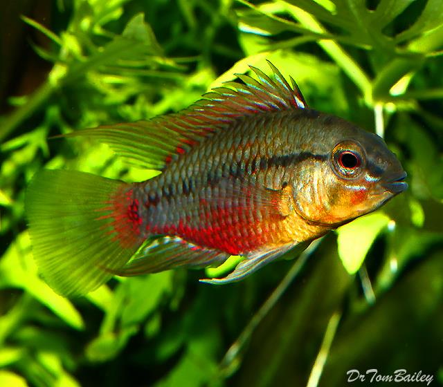 ماهی سیکلید دارف (Dwarf Cichlid)