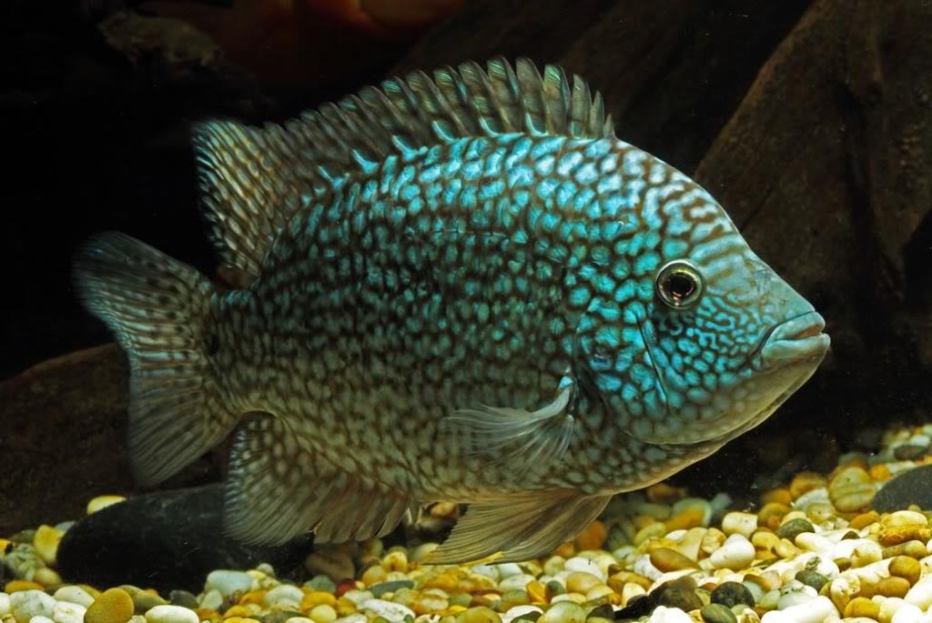 ماهی سیکلید تگزاس سبز (Green Texas Cichlid)