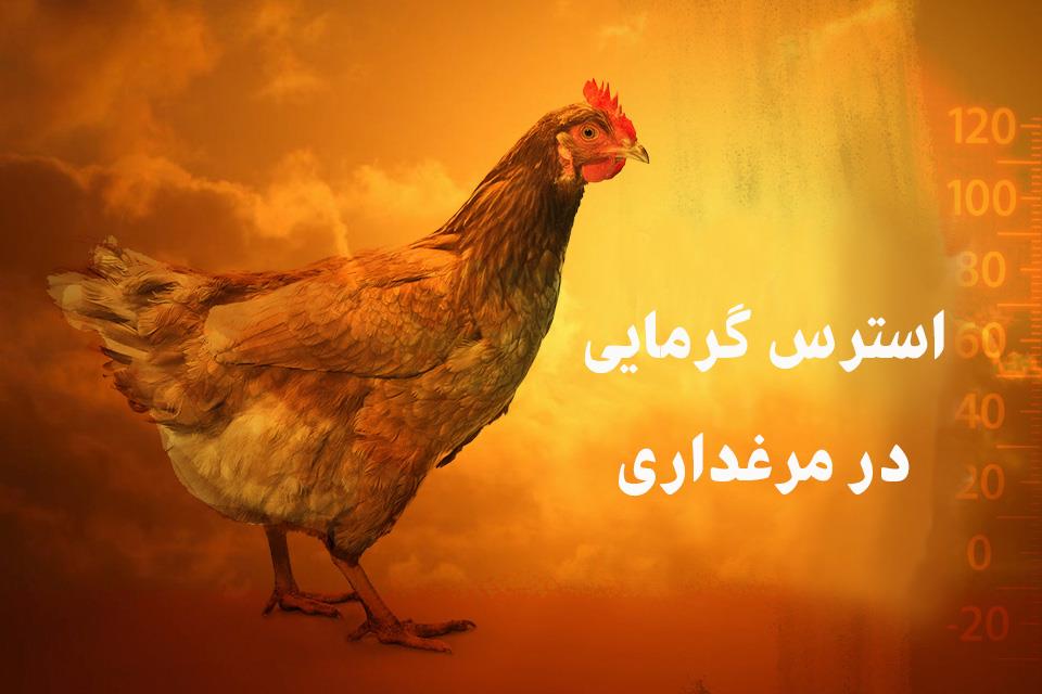 تغذیه مرغ‌های گوشتی در استرس گرمایی‌