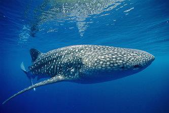 صید کوسه نهنگ جریمه سنگین نقدی دارد