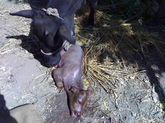 Image result for ‫عکس از گاو در کنار جنین سقط شده‬‎