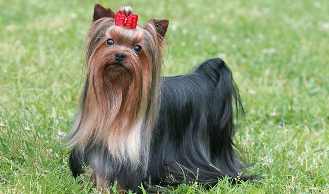 سگ یورکشایر تریر (Yorkshire Terrier)