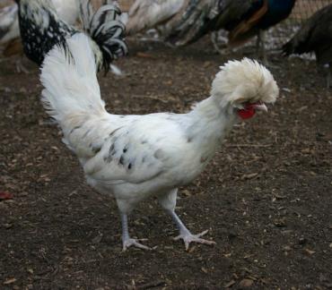 مرغ لهستانی سفید یال سفید