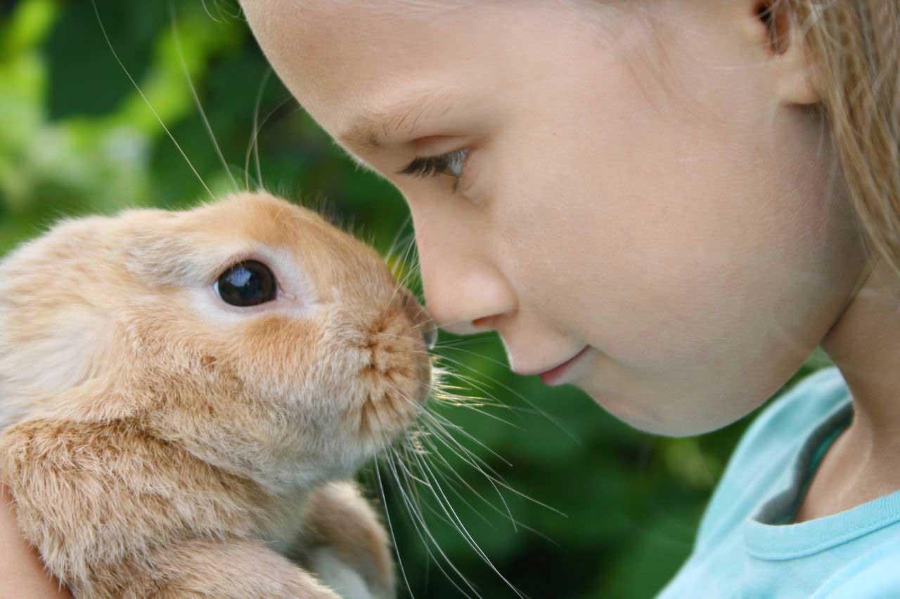 بیماری های قابل انتقال از خرگوش