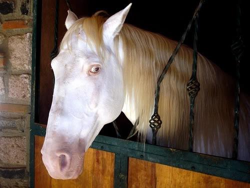 آلبینسم Albinism یا زالی در اسب