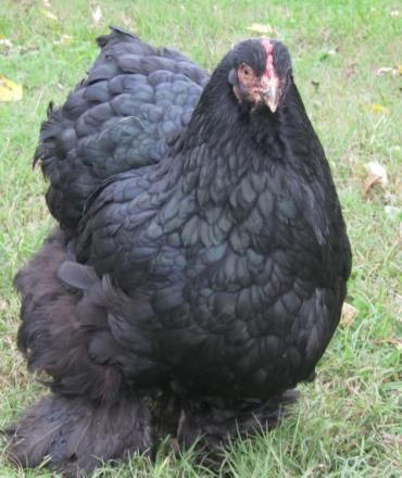 مرغ کوچین سیاه