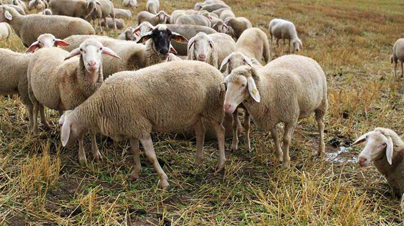 روش‌های پرورش گوسفند