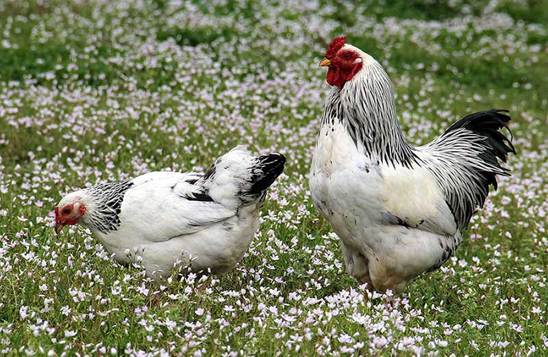 مرغ و خروس نژاد براهما- امپراتور (BRAHMAS CHICKEN)