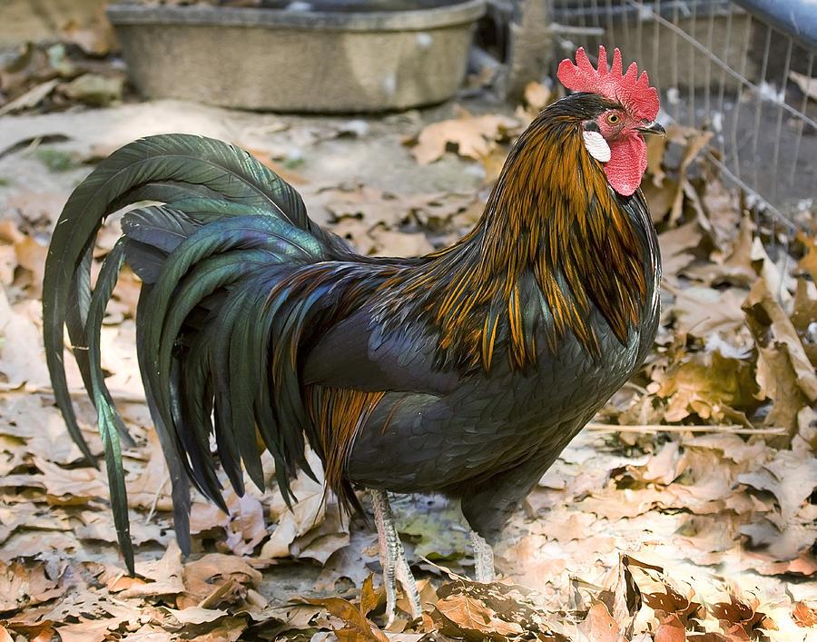 مرغ و خروس نژاد فونیکس (ققنوس) (Phoenix Fowl)