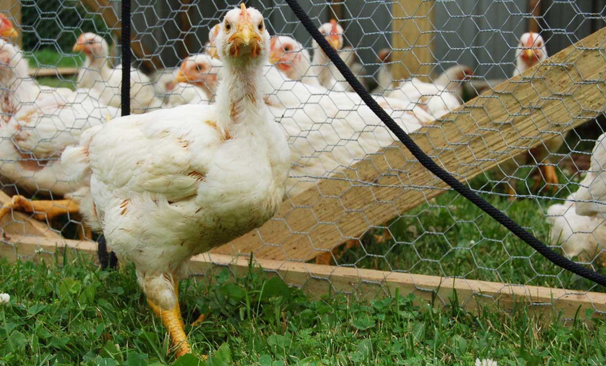 مناسب ترین سن کشتار مرغ چه زمانی است؟