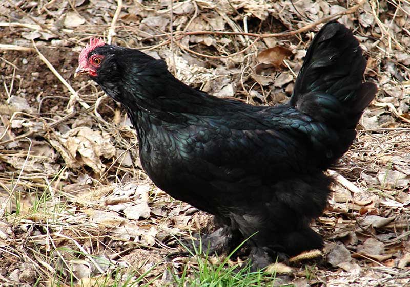 مرغ و خروس نژاد مرندی (Marandi fowl)