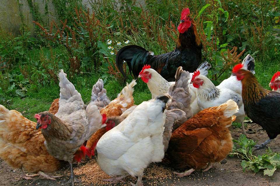 معرفی محبوبترین نژادهای مرغ و خروس زینتی در دنیا