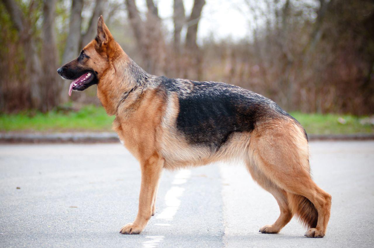 سگ ژرمن شپرد (German Shepherd Dog)